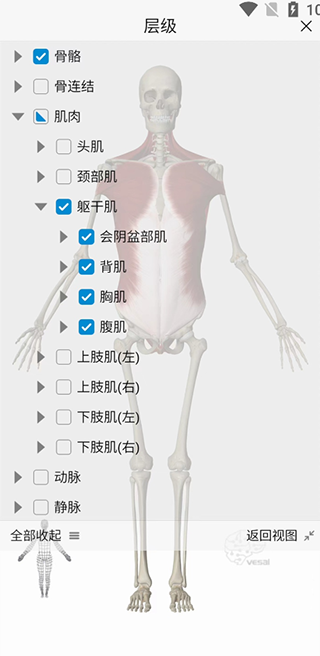 维萨里3D解剖app截图1