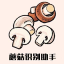 蘑菇识别