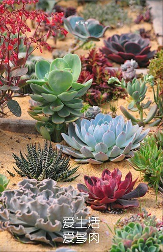 多肉植物截图0