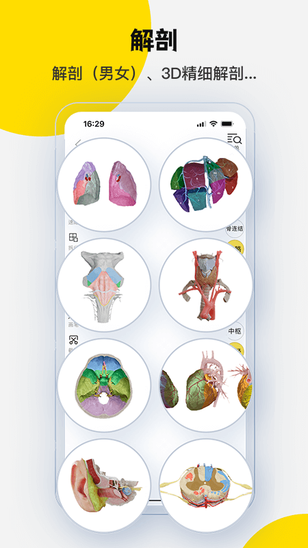 3Dbody解剖截图