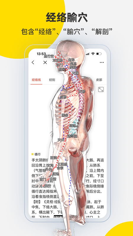 3Dbody解剖截图