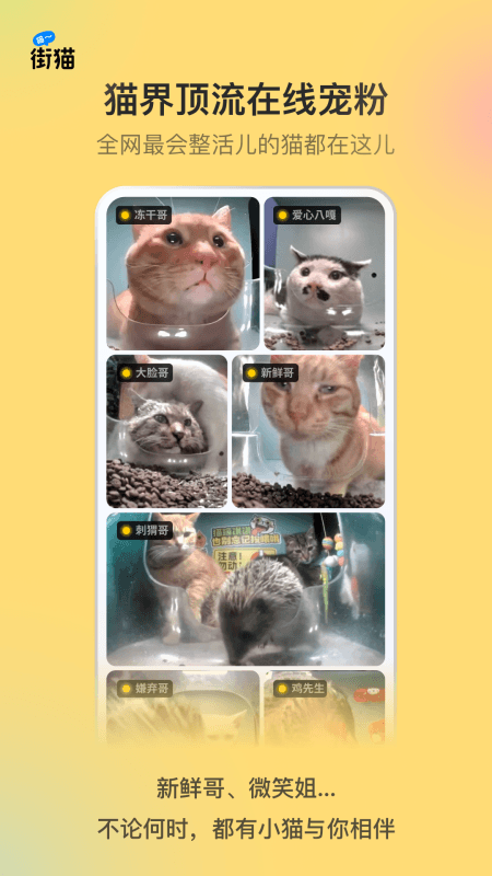 街猫app截图