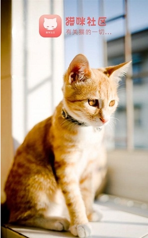 猫咪社区截图