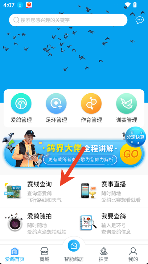 爱鸽者app截图